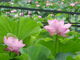 jyurianさんの万博記念公園・日本庭園の投稿写真1