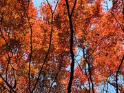 maaaya19̍ȊwٕR牀̓eʐ^1