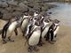 めぐさんの長崎ペンギン水族館の投稿写真3