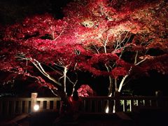 5589さんの大山阿夫利神社の投稿写真1