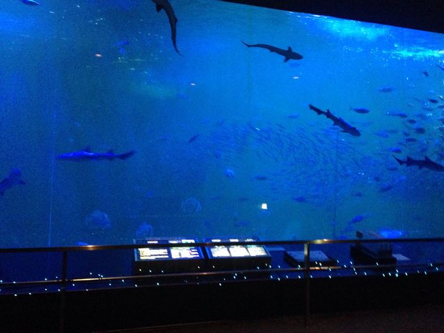 �N���X�}�X�ł��񂽂��a��肵�Ă���_��m���r�[�`�����h&��m���������ቤ��