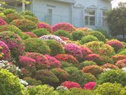 BOB̍Ð_Ђ̃ccW̓eʐ^1