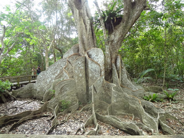 �T�L�V�}�X�I�E�m�L�ł��B_���Ԑ�V���D