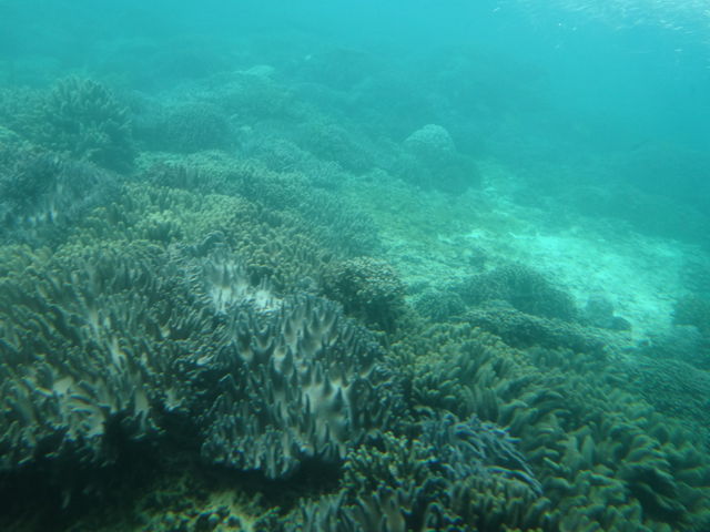 �^���悯��΃T���S�ʂ̋��������݂�܂�_ANA�C���^�[�R���`�l���^�������r�[�`���]�[�g