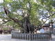 itoh家さんの大山祇神社のクスの投稿写真1