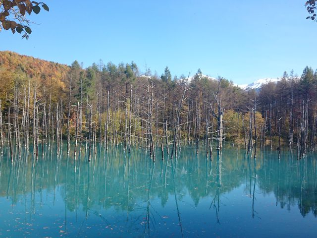 �_�P�Ȃ��g�t�̐��r_���r