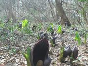 ^^܂ꂳ̃U[\EQn̓eʐ^1