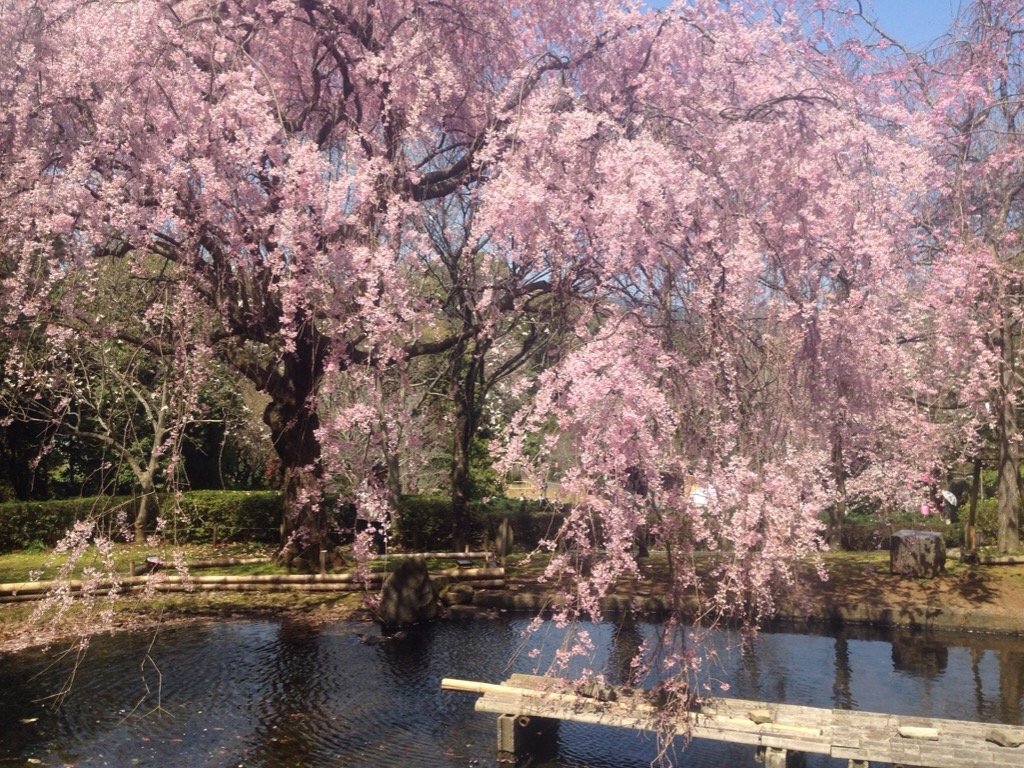 18 関東のお花見 桜名所おすすめ30選 きれいな桜を見に行こう じゃらんニュース