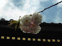 鈍いダヤンさんの雨引観音の桜への投稿写真1