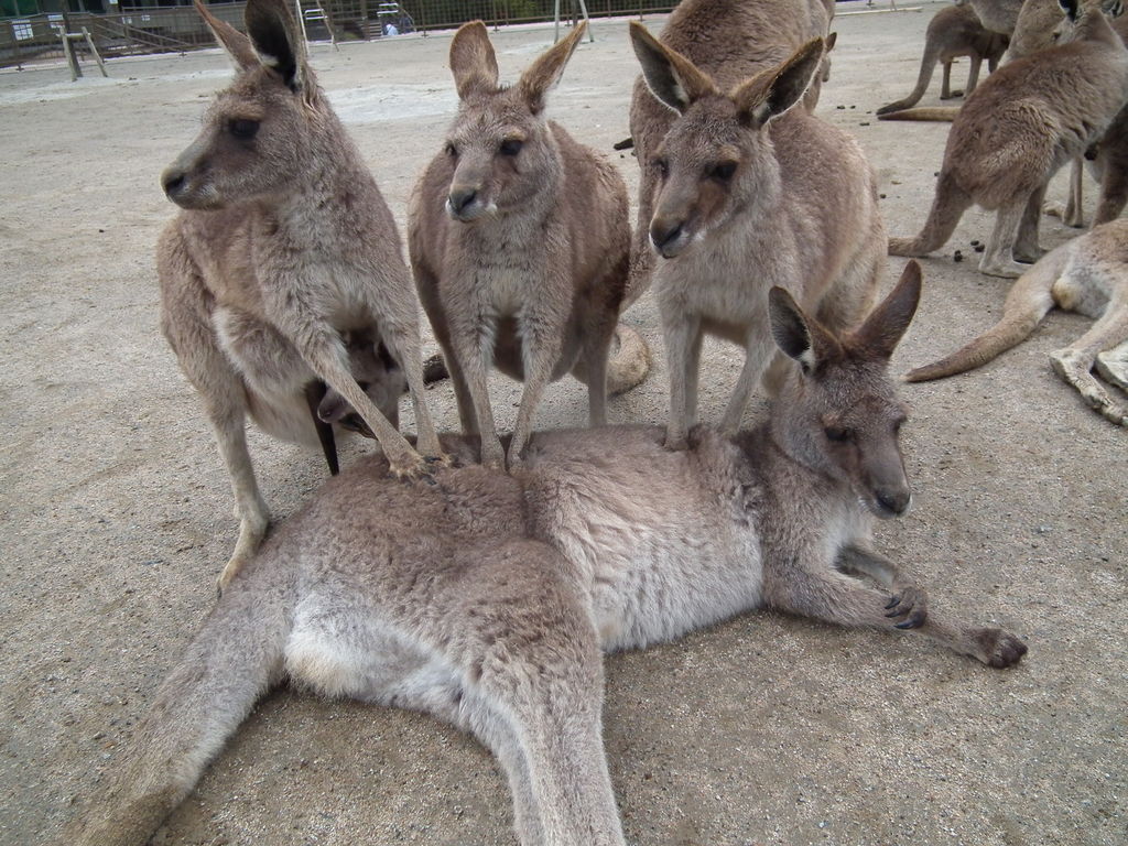 ひびき動物ワールド アクセス 営業時間 料金情報 じゃらんnet