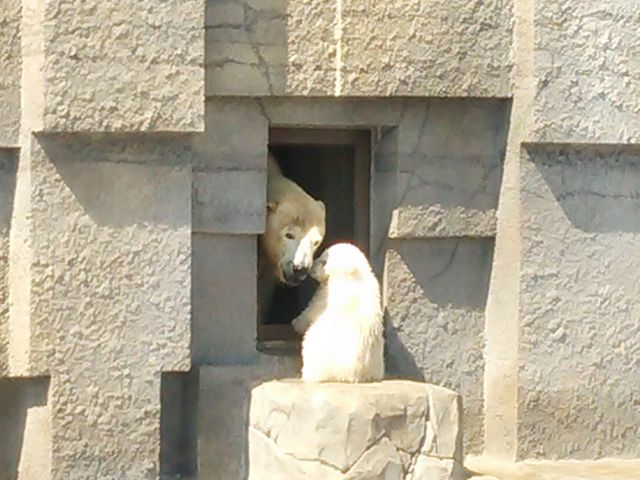 �V���N�}�����_�~�R������