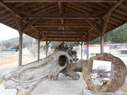 Ɓ[邳̓̉w MBJ̓eʐ^1