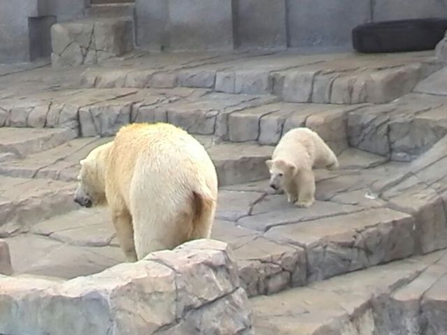 ���낭�܂̐Ԃ����_�~�R������