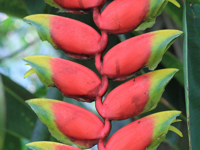 MѐAɂ_Ƃ~[WAi΂ƉԂƒ̔فj