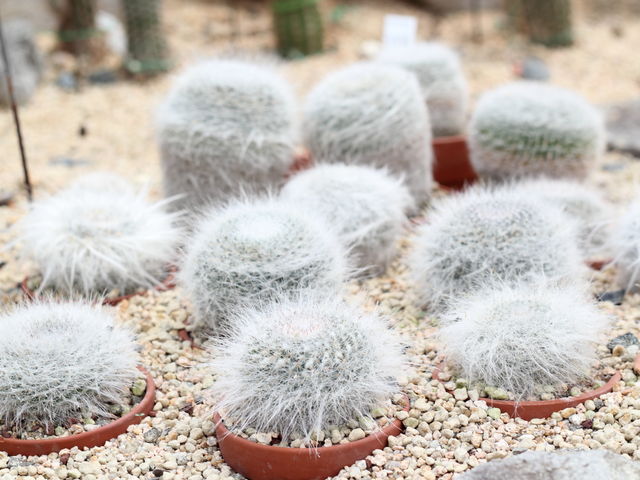 T{eɂ_Ƃ~[WAi΂ƉԂƒ̔فj