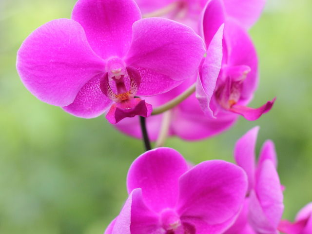 ɂ_Ƃ~[WAi΂ƉԂƒ̔فj