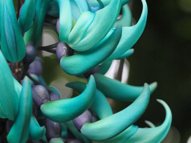 MѐAɂăqXCJYB_Ƃ~[WAi΂ƉԂƒ̔فj