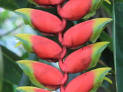 espnhdce����̂Ƃ���~���[�W�A���i�΂ƉԂƒ����̔����فj�̓��e�ʐ^1