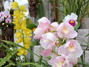 espnhdce����̂Ƃ���~���[�W�A���i�΂ƉԂƒ����̔����فj�̓��e�ʐ^4