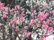 espnhdce����̂Ƃ�������^�E���̓��e�ʐ^1