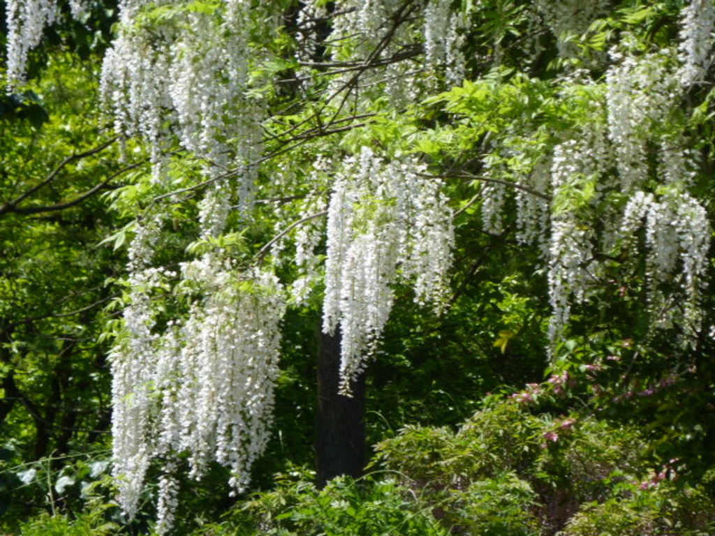 春日大社萬葉植物園 神苑 アクセス 営業時間 料金情報 じゃらんnet