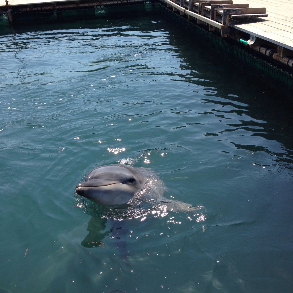 海中水族館シードーナツ