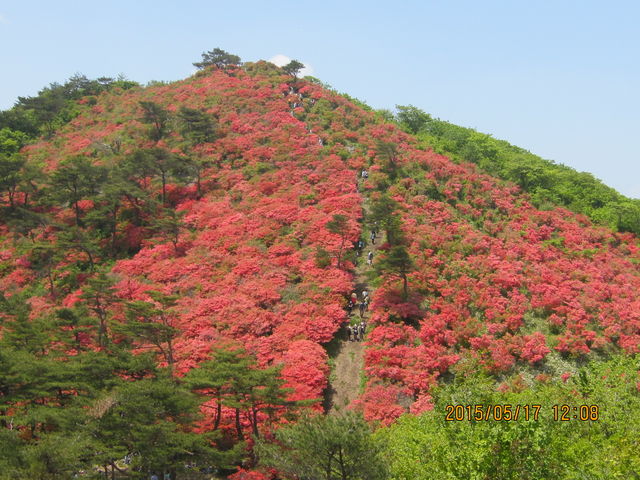 麓から続いてきた赤のじゅうたん最終章、711ｍの頂上付近の景色です。_徳仙丈山