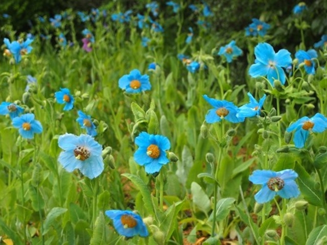 ヒマラヤの青いけしは短いがまっすぐな花柱と丸い柱頭が特徴だそうです。見事な青は見応えがあります。_箱根湿生花園