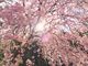 こたつさんの秩父清雲寺のしだれ桜の投稿写真1