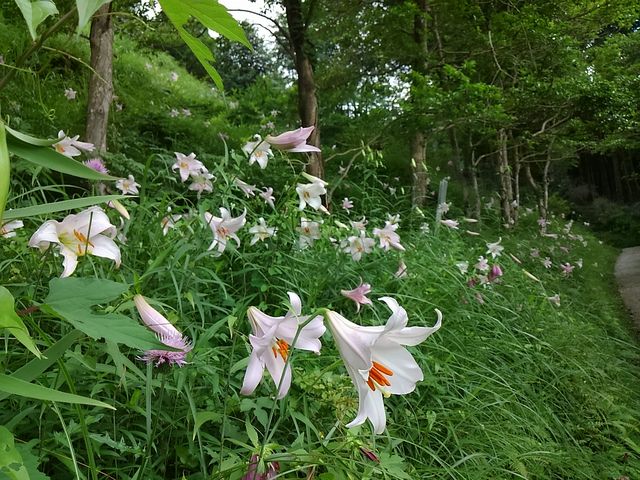 ~~Ŷ݂܂̗Xь̓eʐ^1