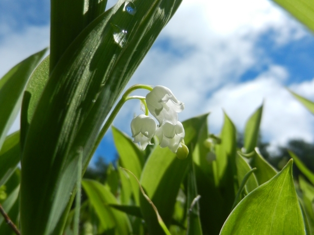 ���}�����̎Ζʂɍ炭�j�z���E�X�Y����_���}�R