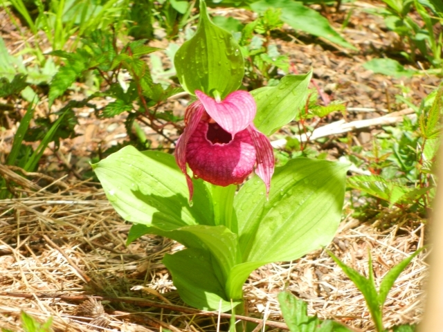 ���̒��̌��̉Ԃƌ�����z�e�C�A�c�����\�E_���}�R