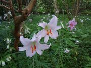 ~~Ŷ݂܂̗Xь̓eʐ^1