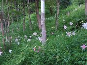 ~~Ŷ݂܂̗Xь̓eʐ^2