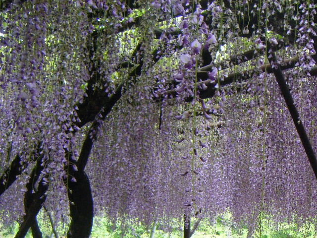 ��D�R�y���̓�