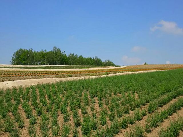 ���͌��\�ȎΖ�_�l�G�ʂ̋u