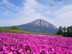 三島さんちの芝ざくらの写真一覧 - じゃらんnet