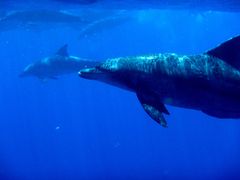 ΁[΂炳̑f̊wZ@}ւ̓eʐ^1