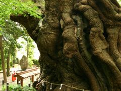 ころすけさんの来宮神社の大楠の投稿写真1