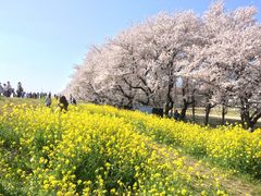 eriさんの熊谷桜堤の桜の投稿写真1