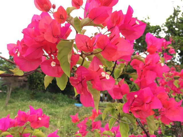 �u�[�Q���r���A