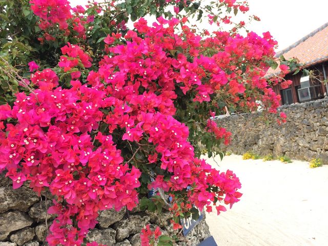 �u�[�Q���r���A