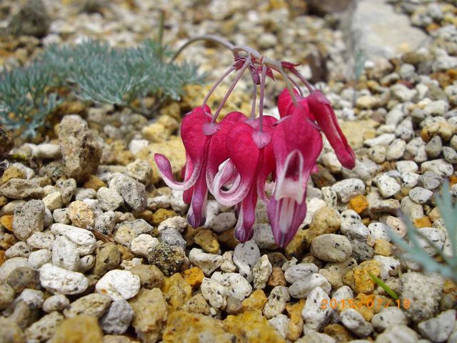 sou����̃R�}�N�T�̓��e�ʐ^3