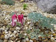 sou����̃R�}�N�T�̓��e�ʐ^2