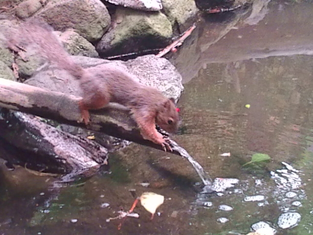 �эj�̐X_����s��R������