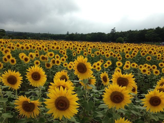 {ȂAɕxmR(T_T)_R Ԃ̓s