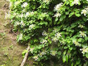 �Ɏq����̓��c���̓��e�ʐ^1