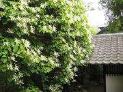 �Ɏq����̓��c���̓��e�ʐ^2