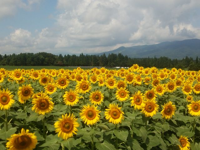 ċ̉ɍ炭Ђ܂Aōł_ÓЂ܂L