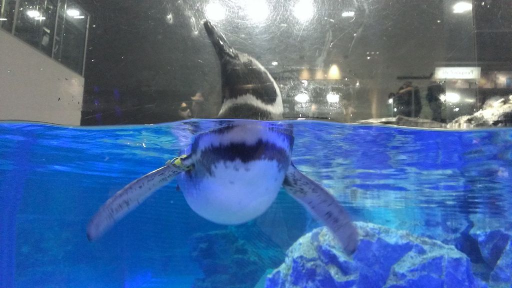 すみだ水族館
